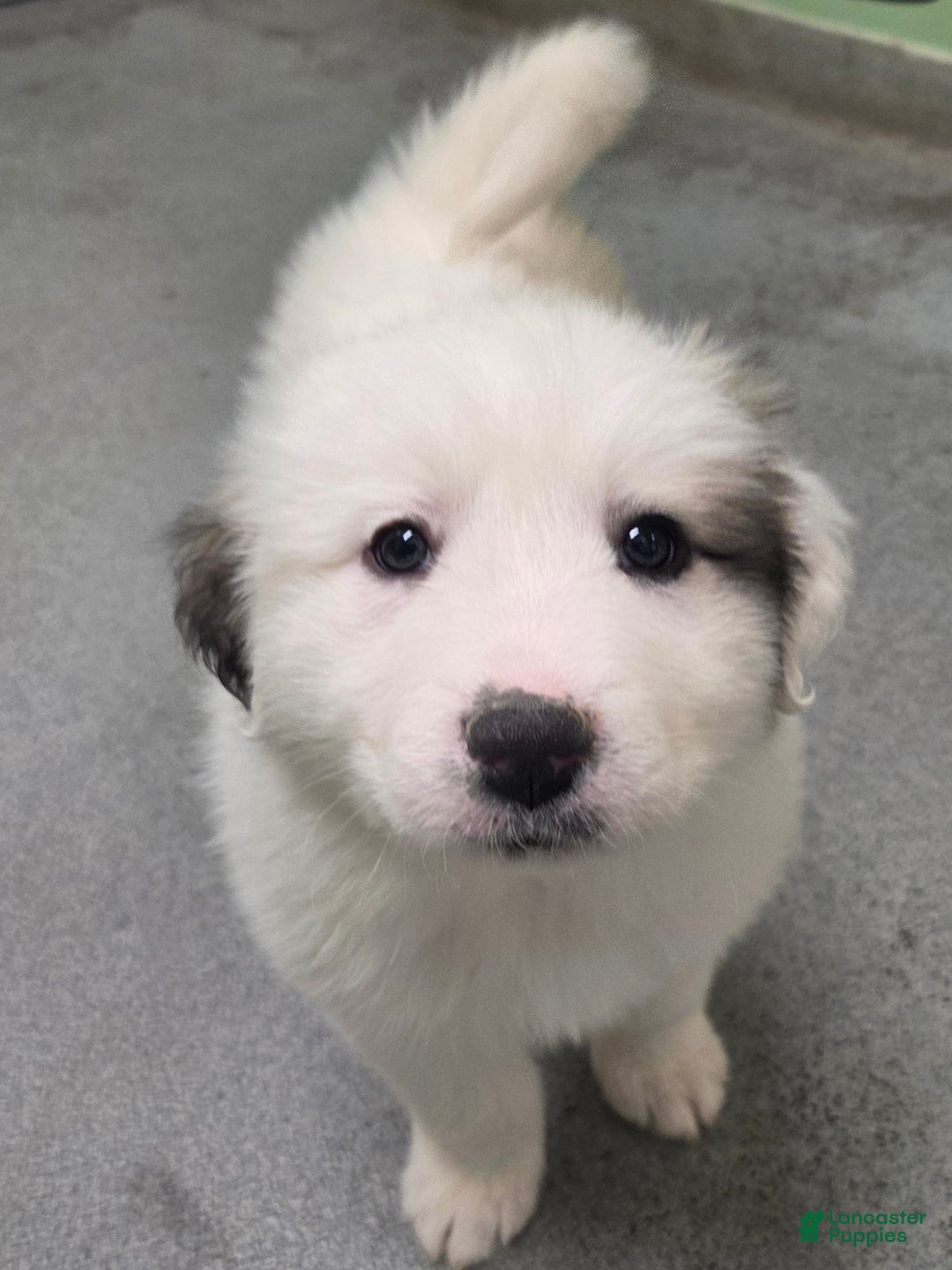 Great Pyrenees dogs for sale: Lucy - Ad 7