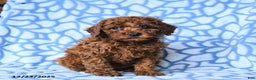 Mini Goldendoodle dogs for sale: Cocoa - Ad 1