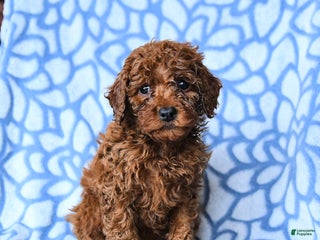 Mini Goldendoodle dogs Cocoa - Ad 37