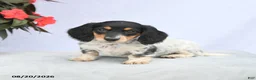 Miniature Dachshund dogs for sale: Holly - Ad 5