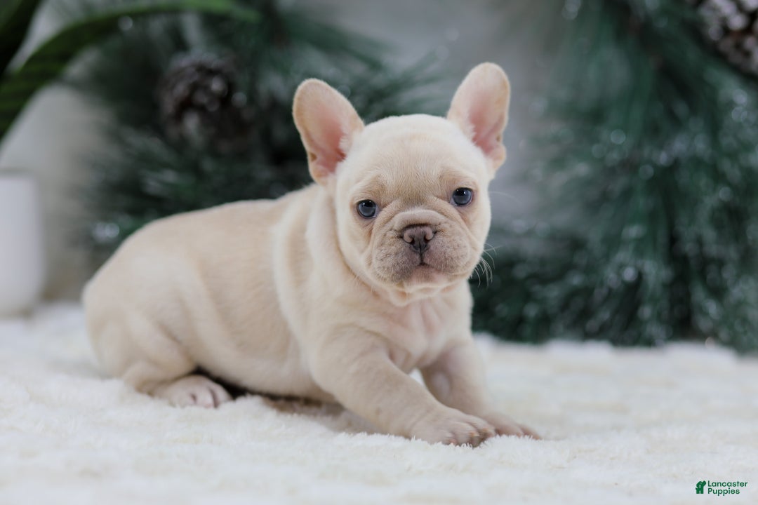 French Bulldog dogs for sale: Mary - Ad 3