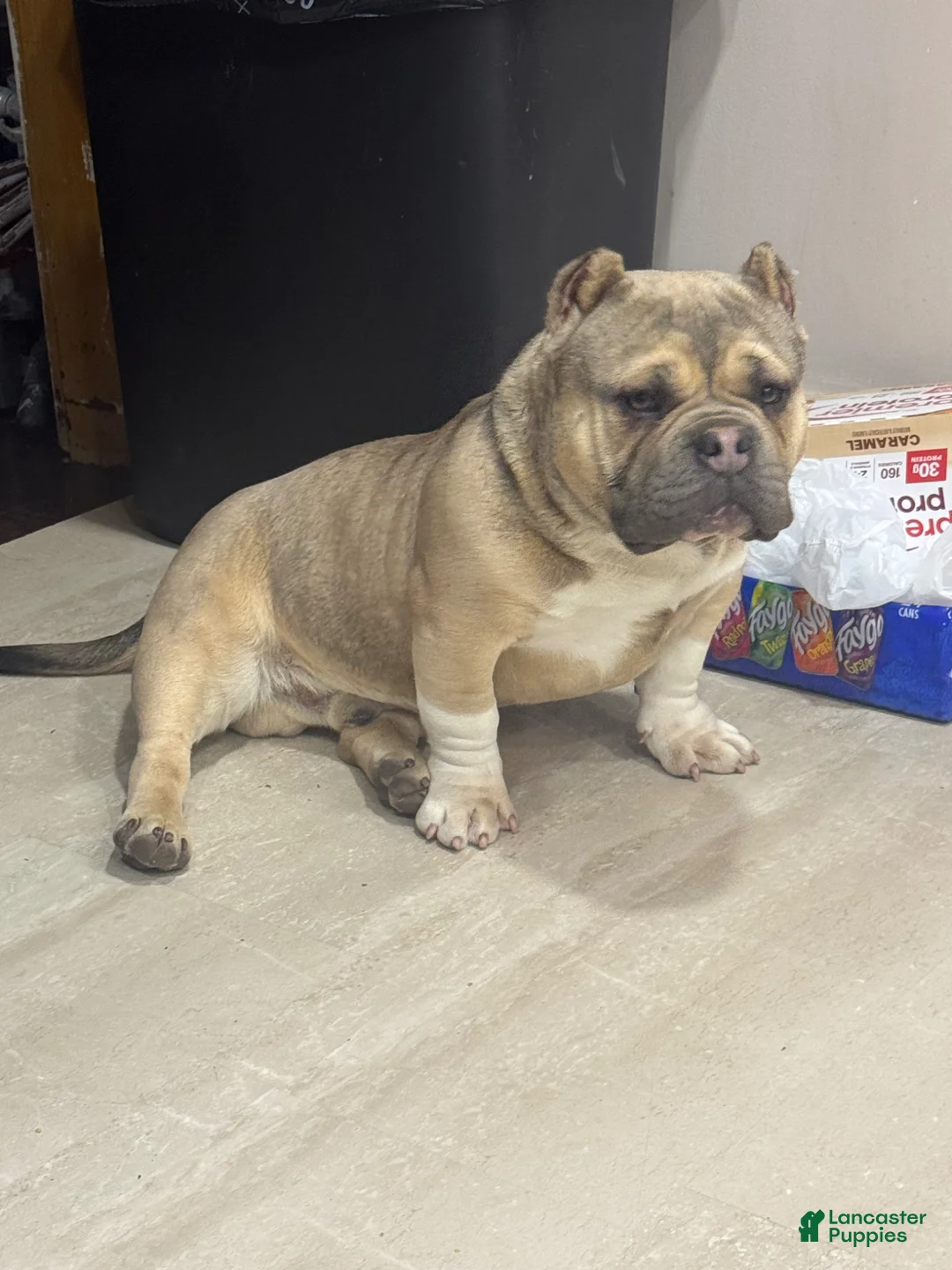 American Bully dogs for stud: Micro bully - Ad 2
