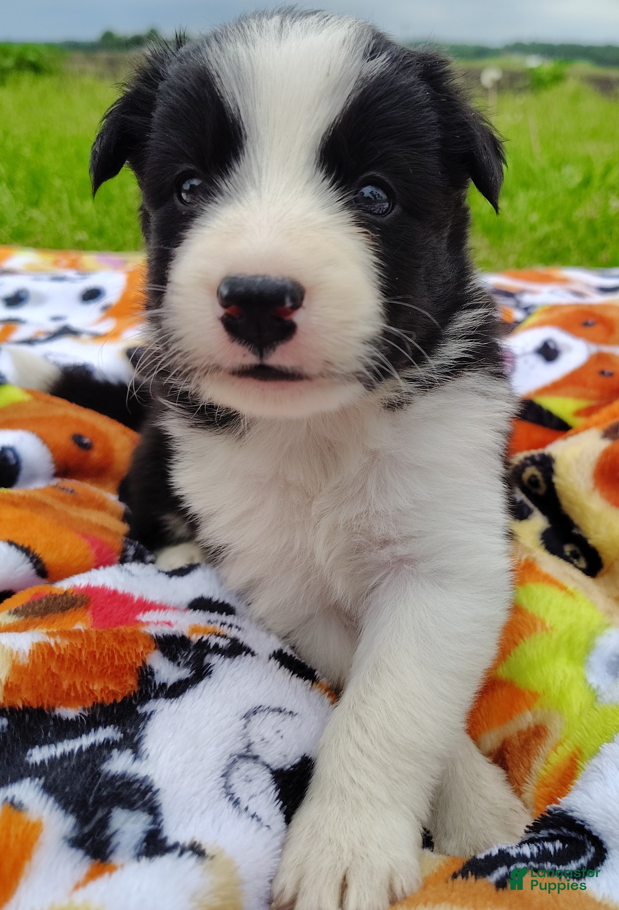Border Collie dogs Eco - Ad 1