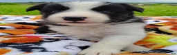 Border Collie dogs for sale: Eco - Ad 12
