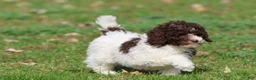 Mini Bernedoodle dogs for sale: Snickerdoodles - Ad 1