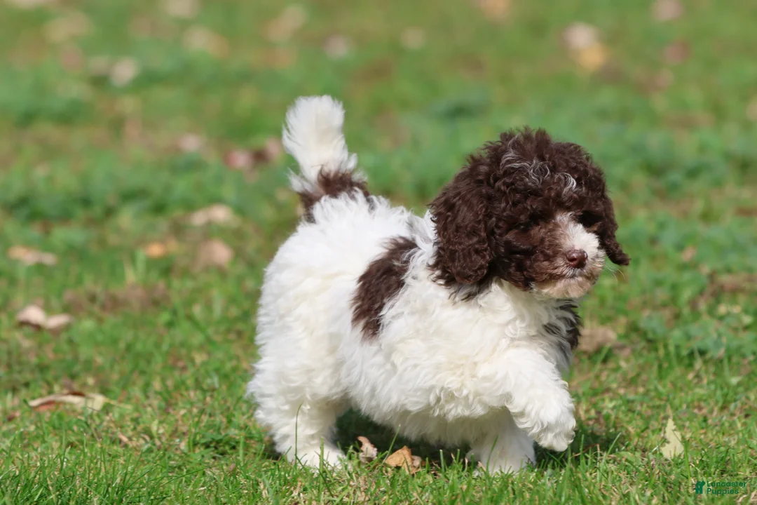 Mini Bernedoodle dogs for sale: Snickerdoodles - Ad 1