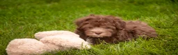 Havanese dogs for sale: Gatsby Havanese  - Ad 9
