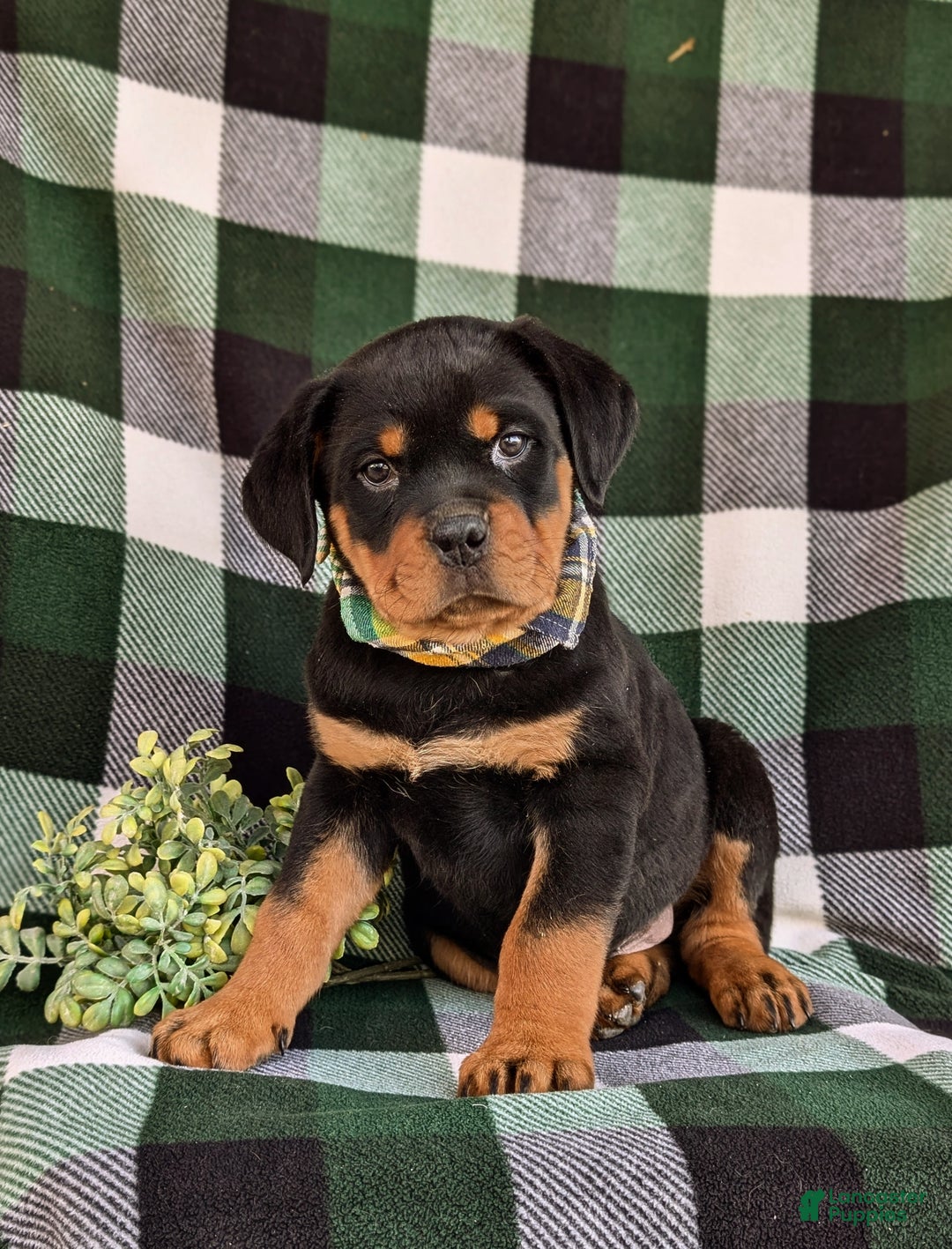 Rottweiler dogs for sale: Byrnes - Ad 2