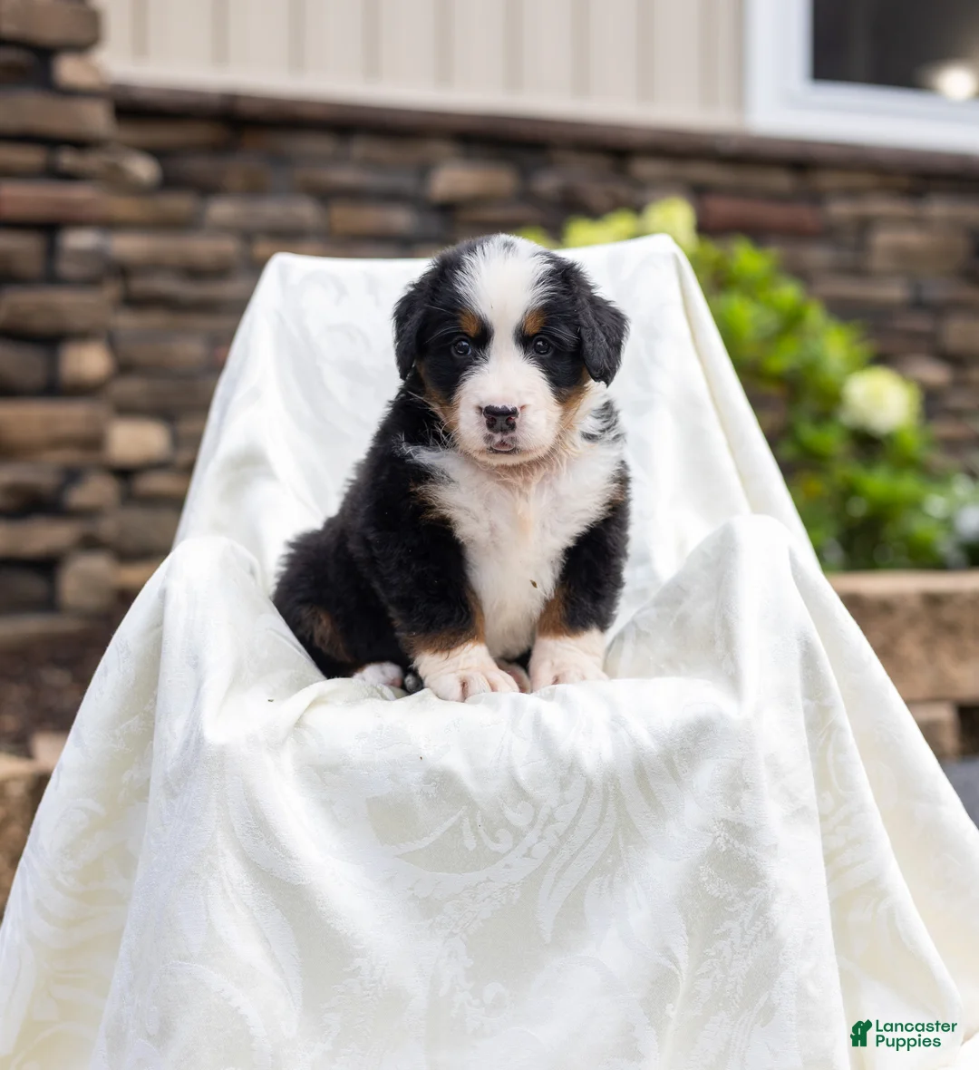 Bernese Mountain Dog dogs for sale: Rebel - Ad 2