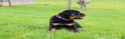 Rottweiler dogs for sale: Roxy - Ad 10