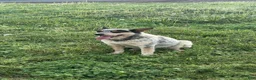Mixed Breed dogs for sale: Male #4 - Ad 4