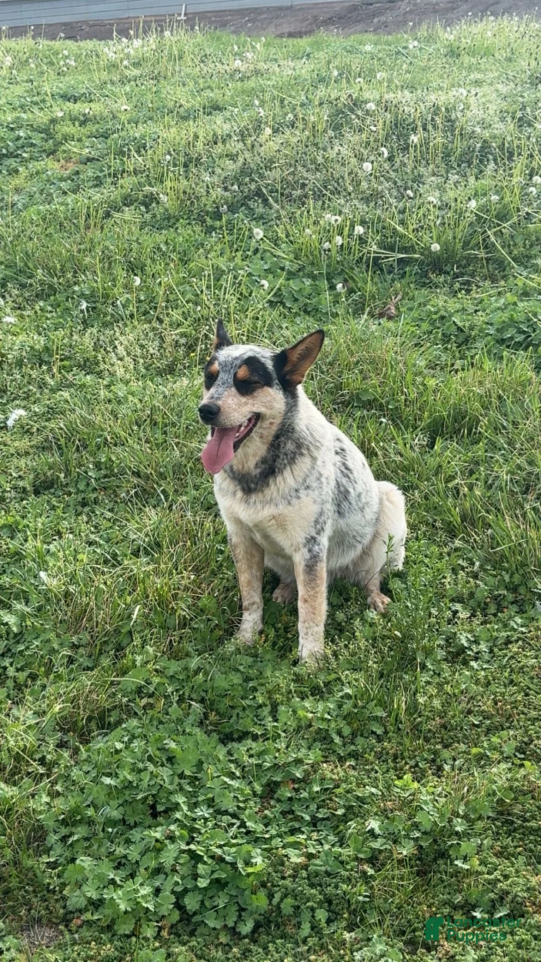 Mixed Breed dogs for sale: Male #4 - Ad 4