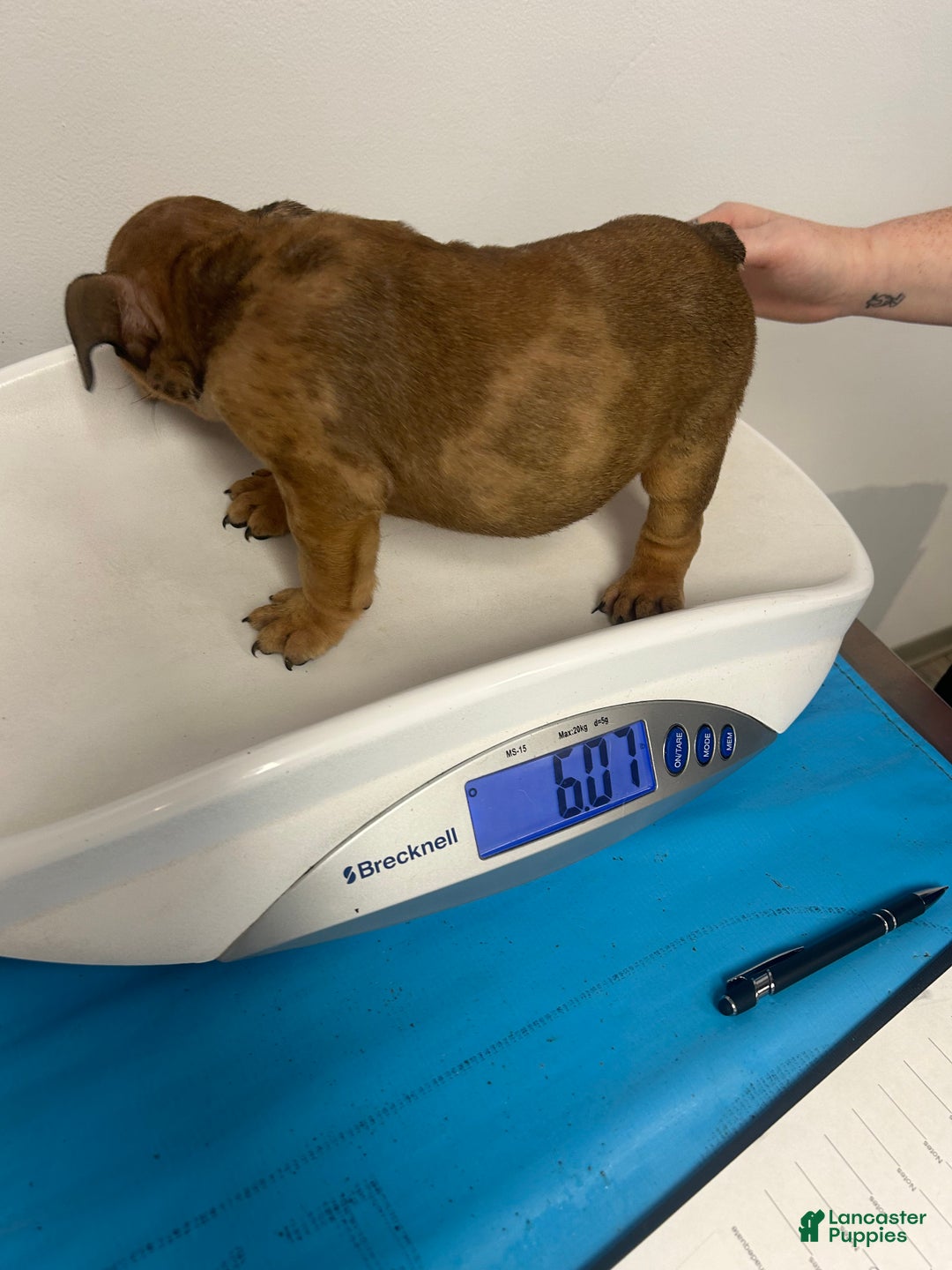 English Bulldog dogs for sale: Mocha - Ad 2