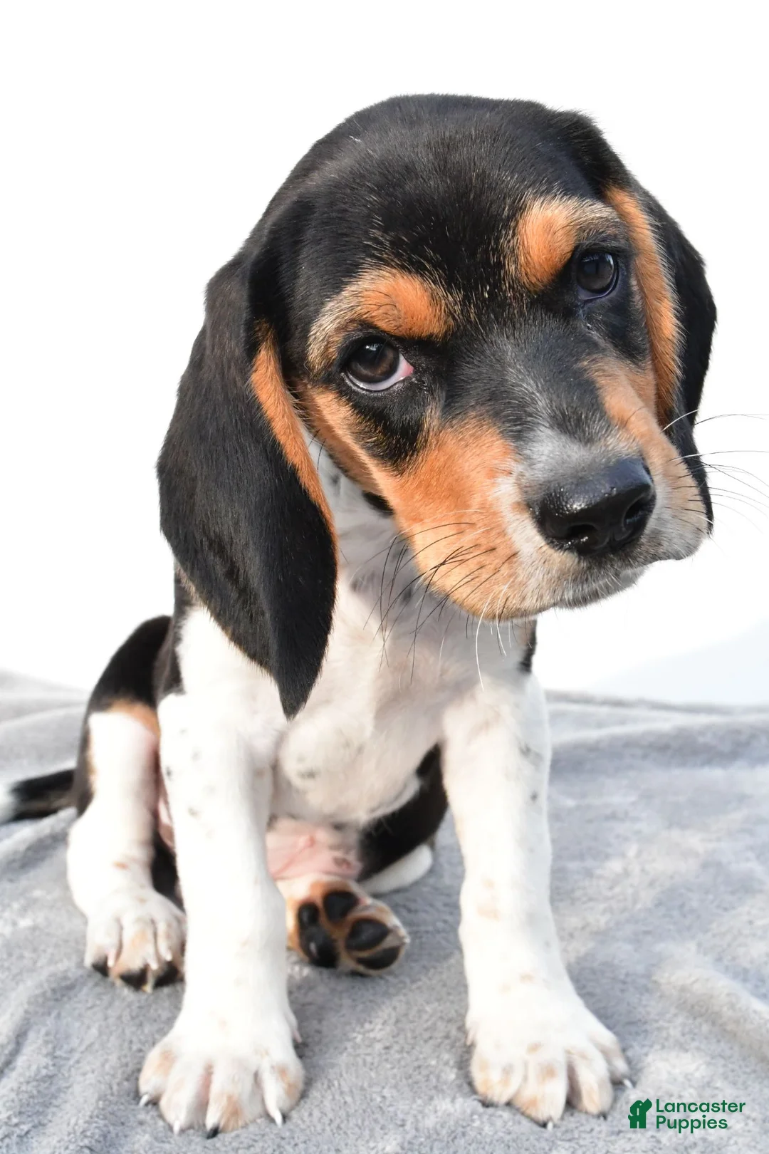 Beagle dogs for sale: Adam - Ad 2
