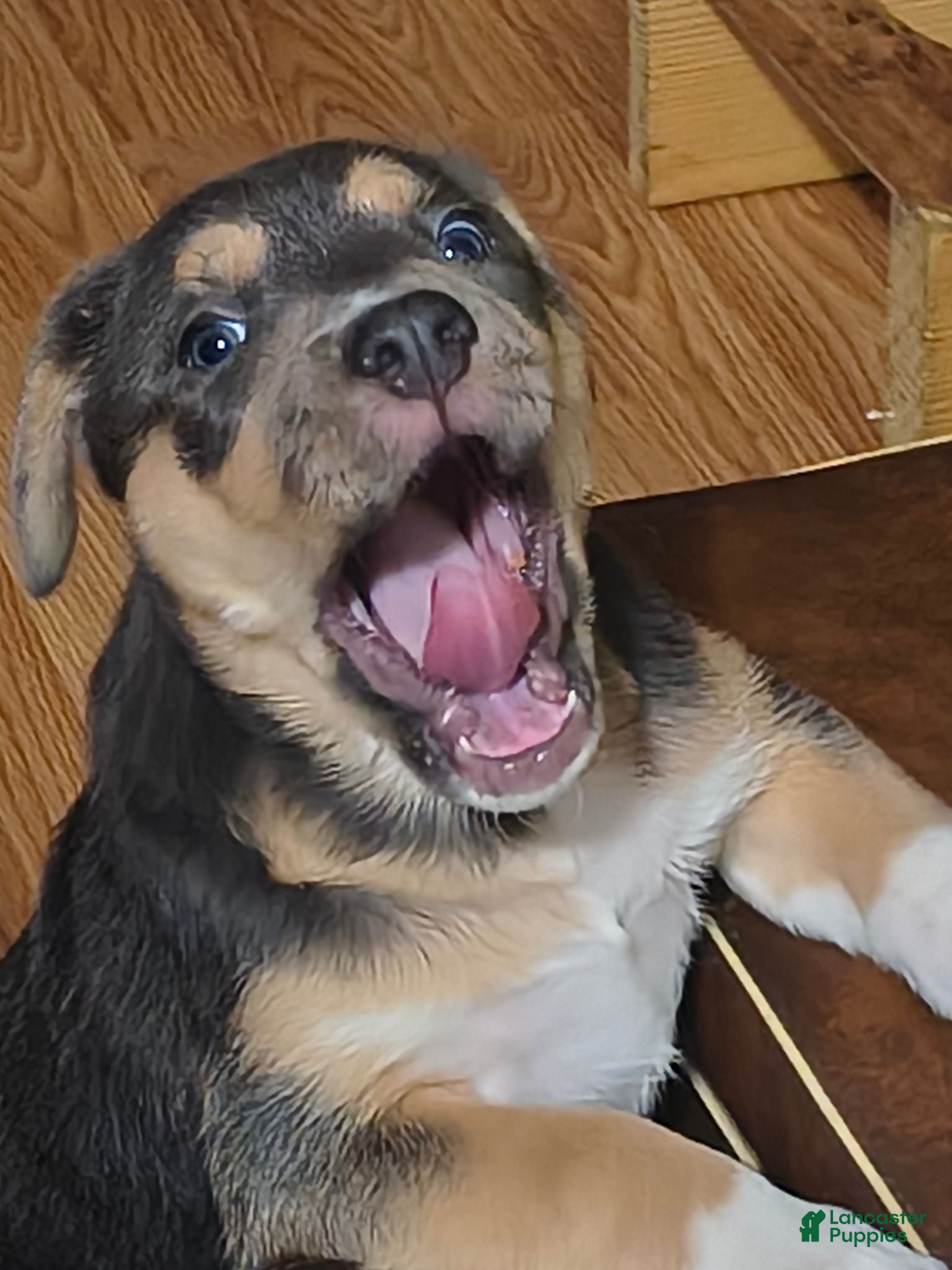 Pitsky dogs Blue Gray - Ad 5