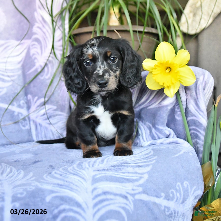 Miniature Dachshund dogs Duke - Ad 1