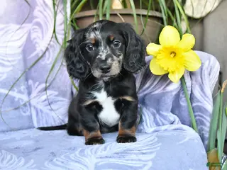 Miniature Dachshund dogs for sale: Duke - Ad 1