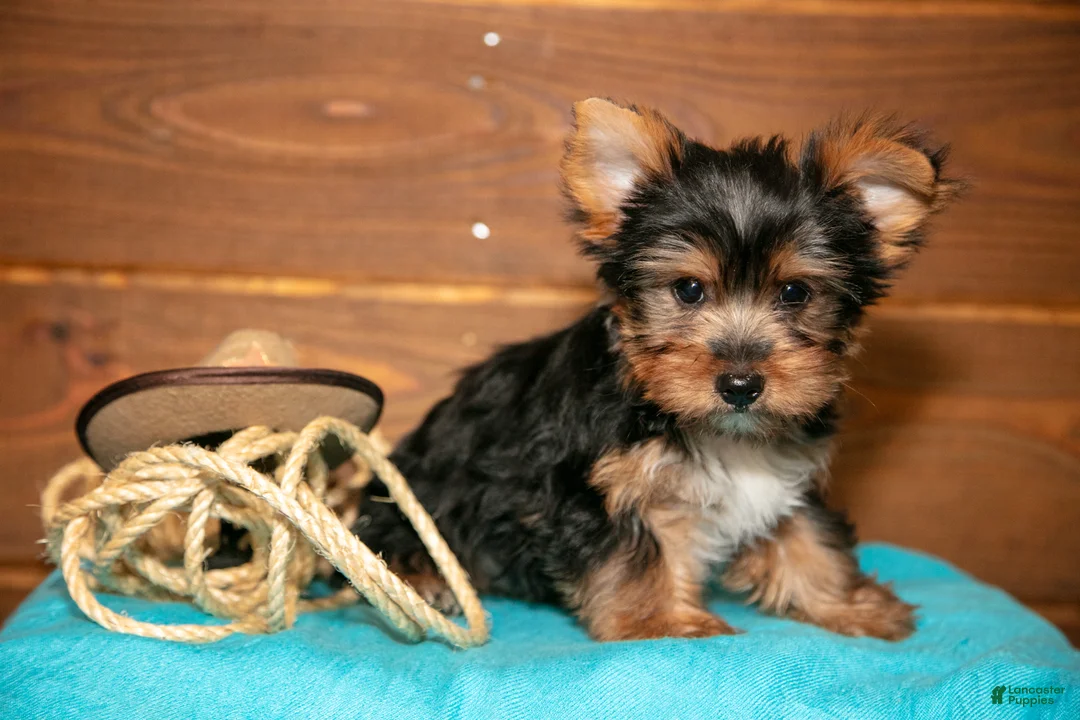 Yorkshire Terrier dogs for sale: Crew - Ad 2