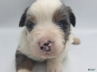 Australian Shepherd dogs for sale: Mani - Ad 1