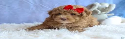 Miniature Poodle dogs for sale: ANDREW - Ad 11