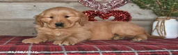 Golden Retriever dogs for sale: Amber - Ad 4
