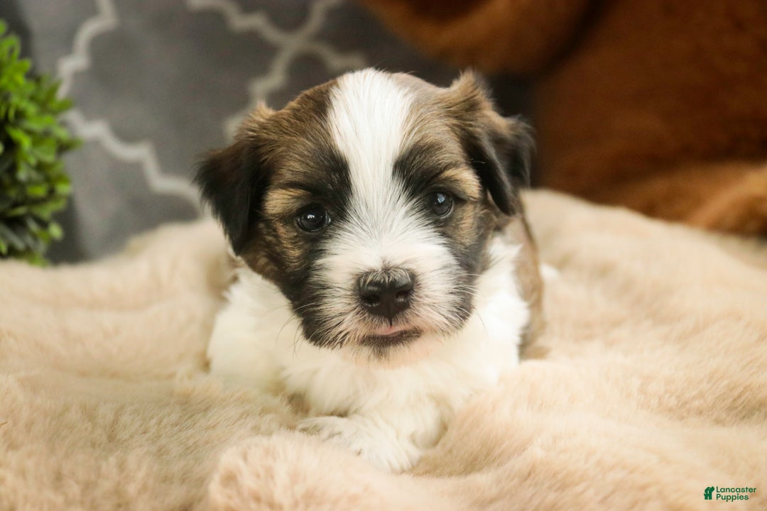 Havanese dogs for sale: Ranger - Ad 5