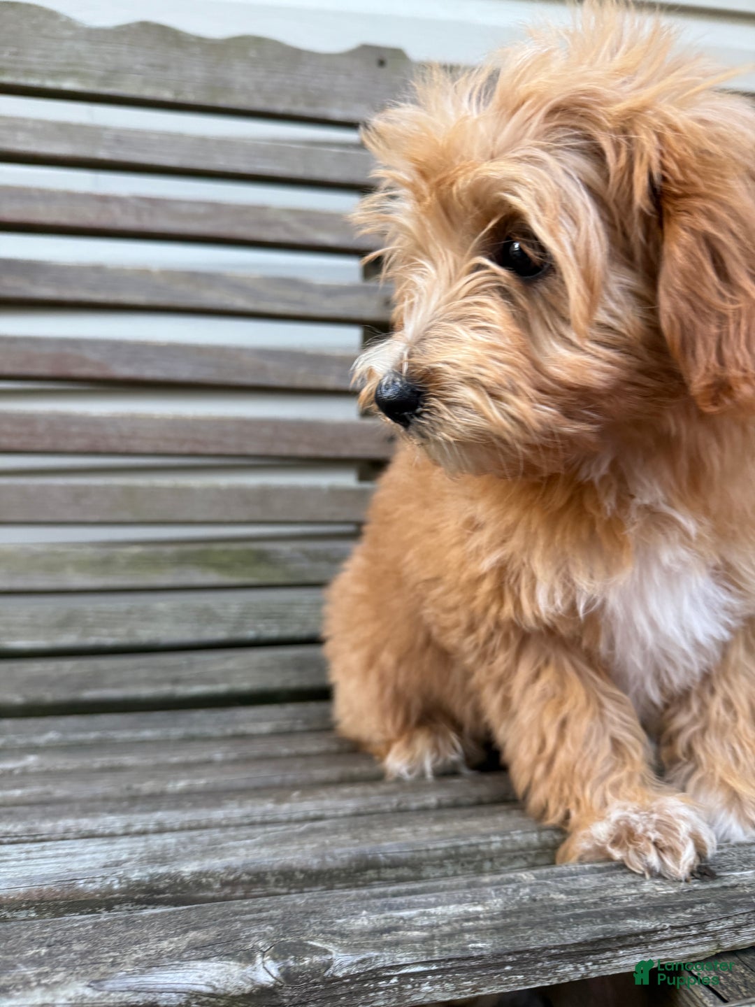 Mini Goldendoodle dogs for sale: Lindsey - Ad 4