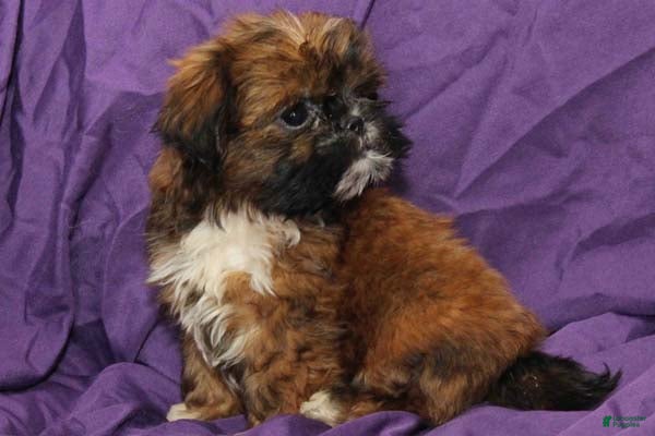 Shih Tzu dogs Smudge - Ad 14
