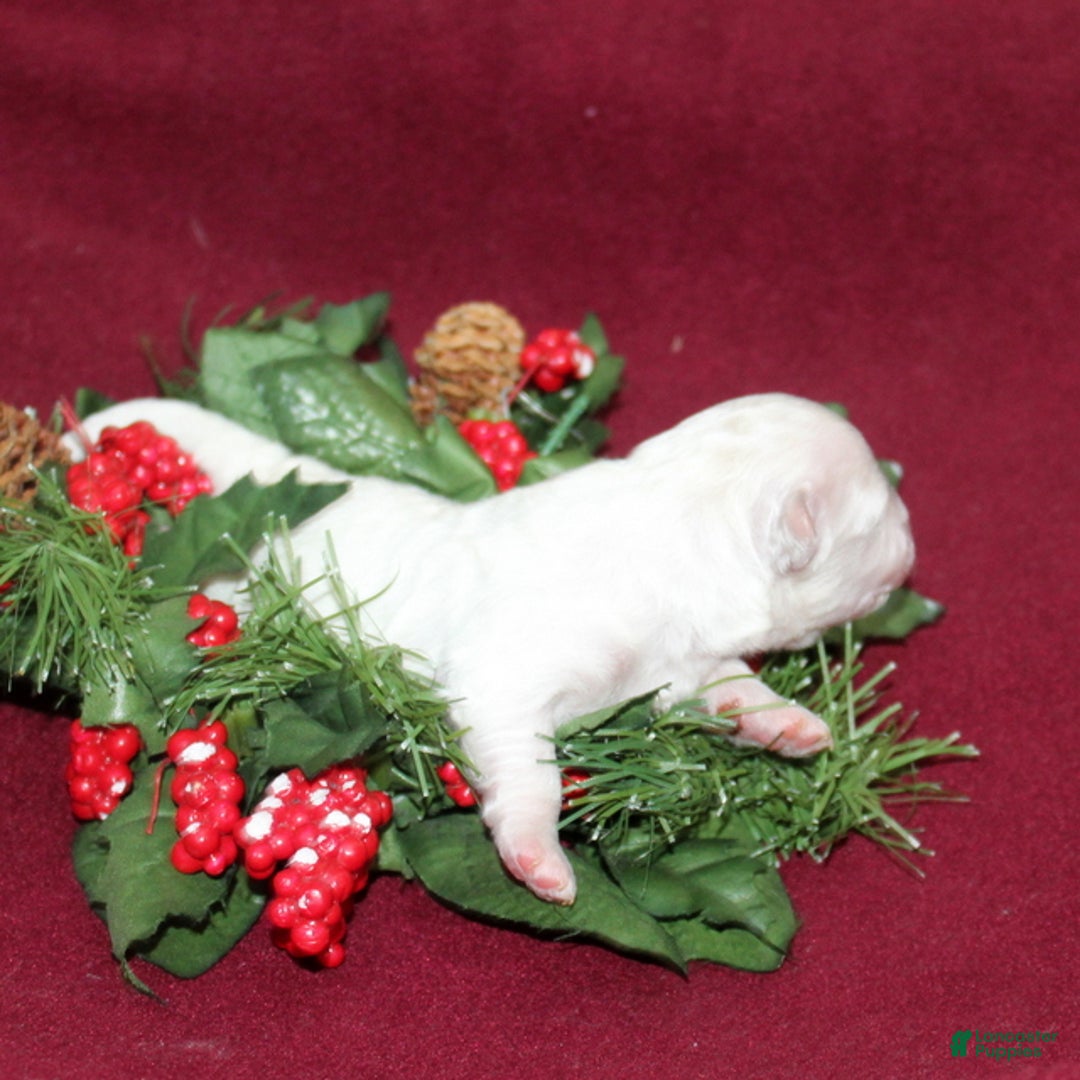 Bichon Frise dogs for sale: Violet - Ad 3