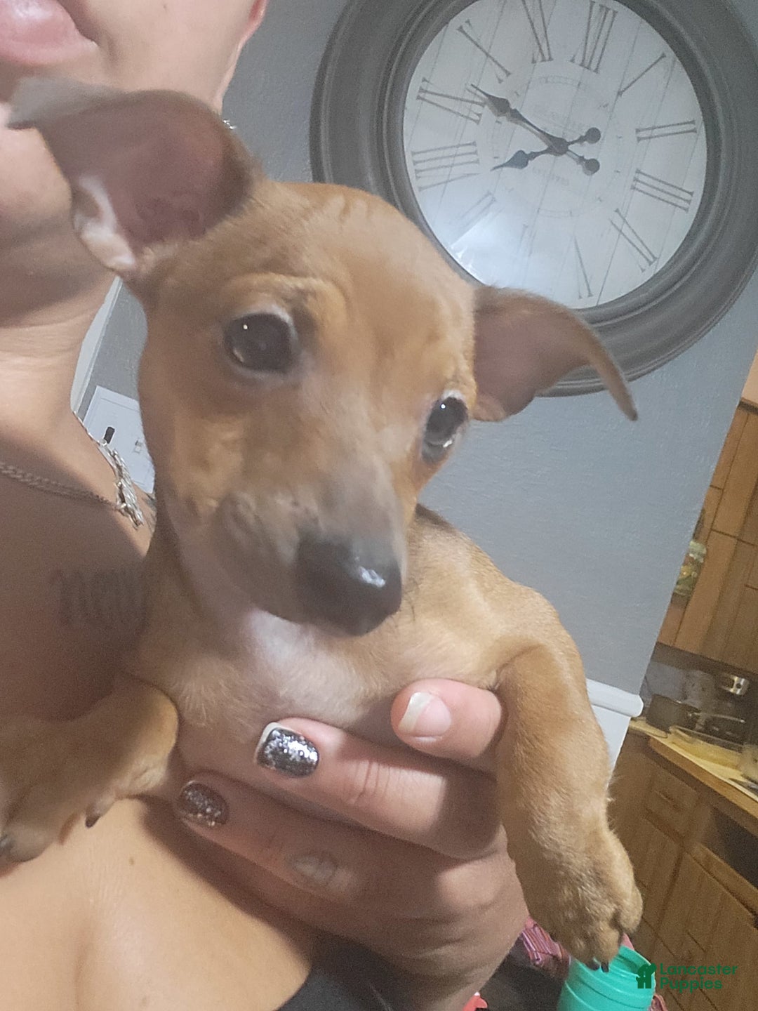 Chihuahua dogs for sale: Toby - Ad 5