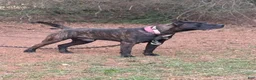 Presa Canario dogs for sale: Presa Canario 1 - Ad 6