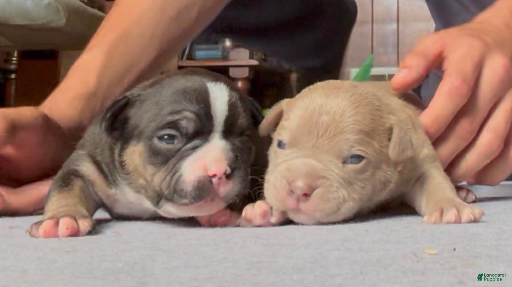 American Bully dogs for sale: Romeo - Ad 2