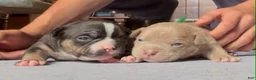 American Bully dogs for sale: Romeo - Ad 1