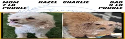 Miniature Poodle dogs for sale: Max - Ad 10