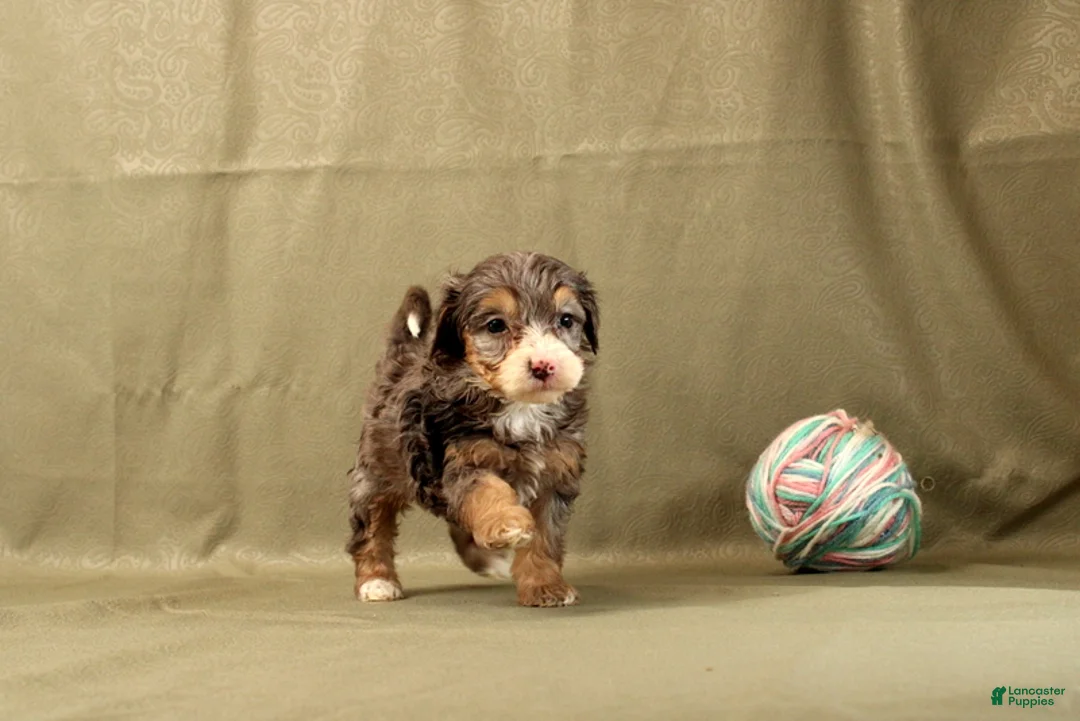 Mini Bernedoodle dogs for sale: Claire - Ad 1