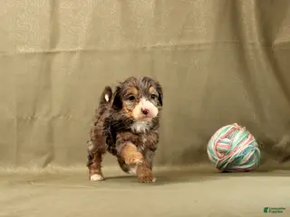 Mini Bernedoodle dogs for sale: Claire - Ad 1