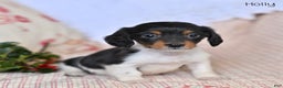 Miniature Dachshund dogs for sale: Holly - Ad 4
