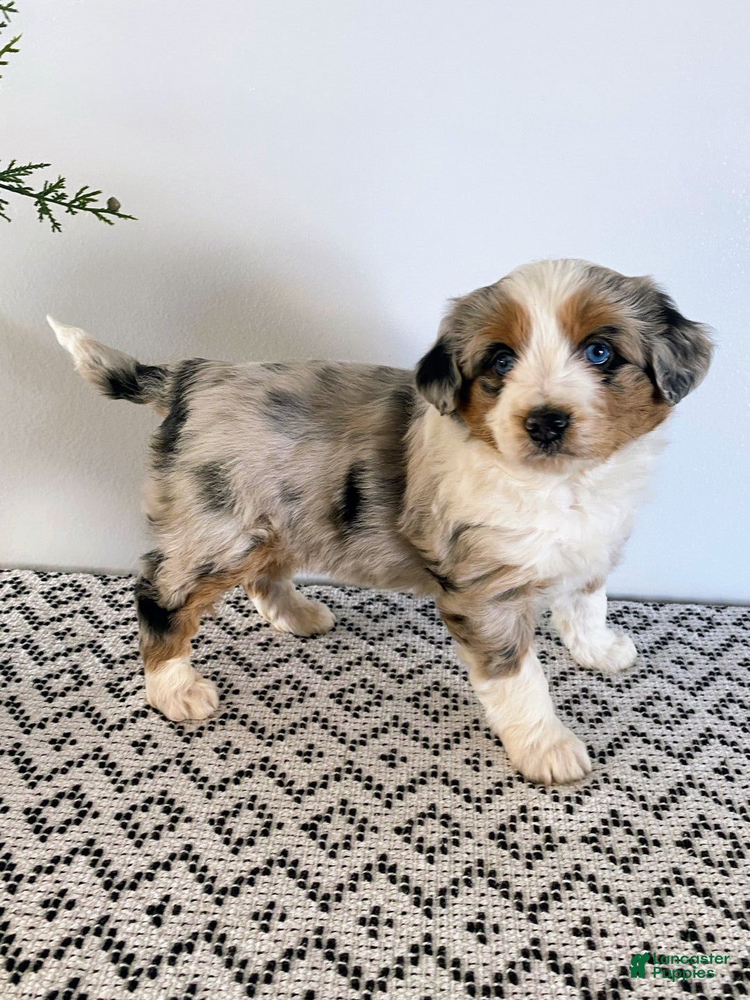 Mini Aussiedoodle dogs for sale: Kimber - Ad 6