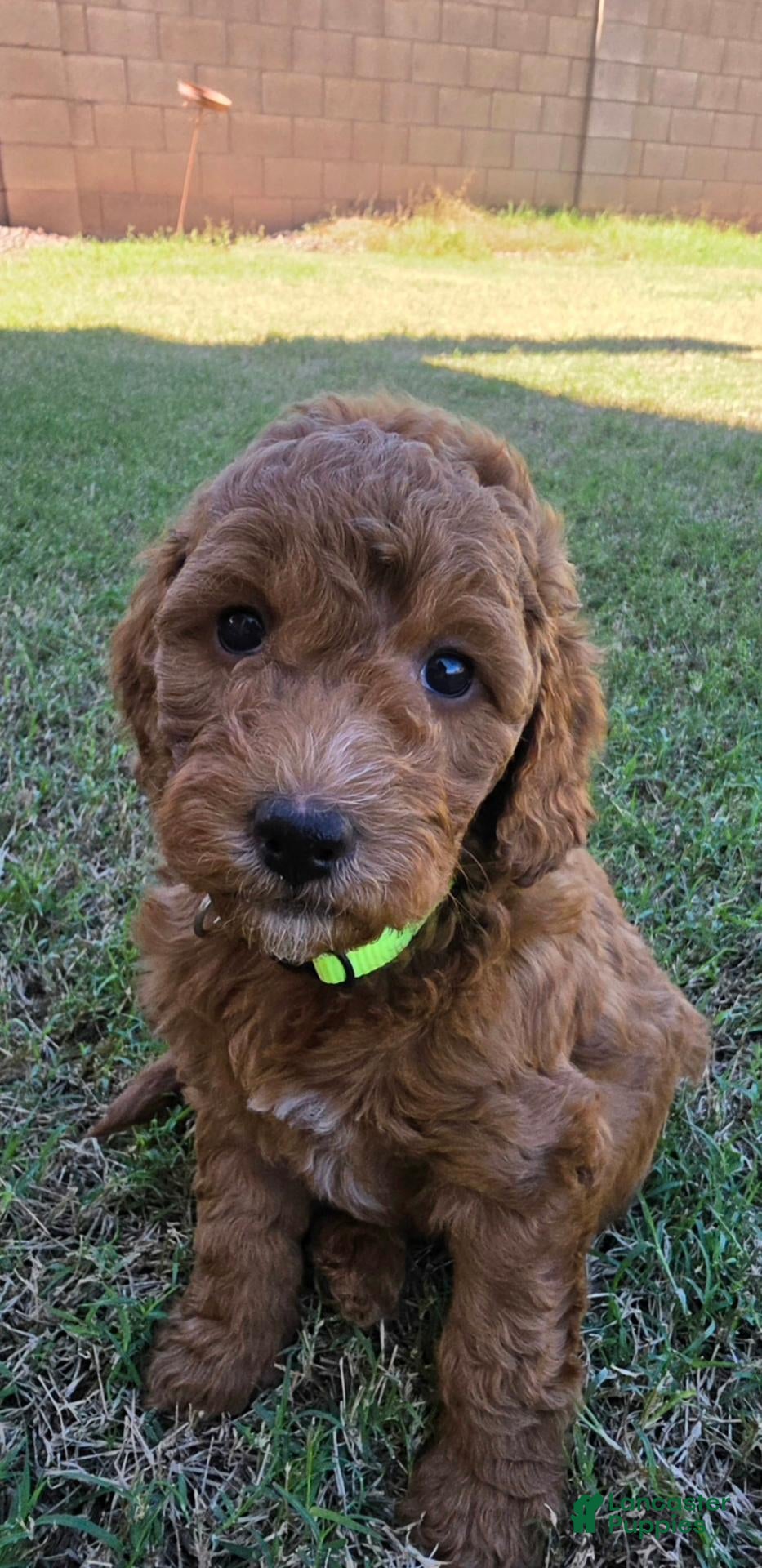 Mini Goldendoodle dogs for sale: Betty  (27 - 33 pounds full grown) - Ad 1
