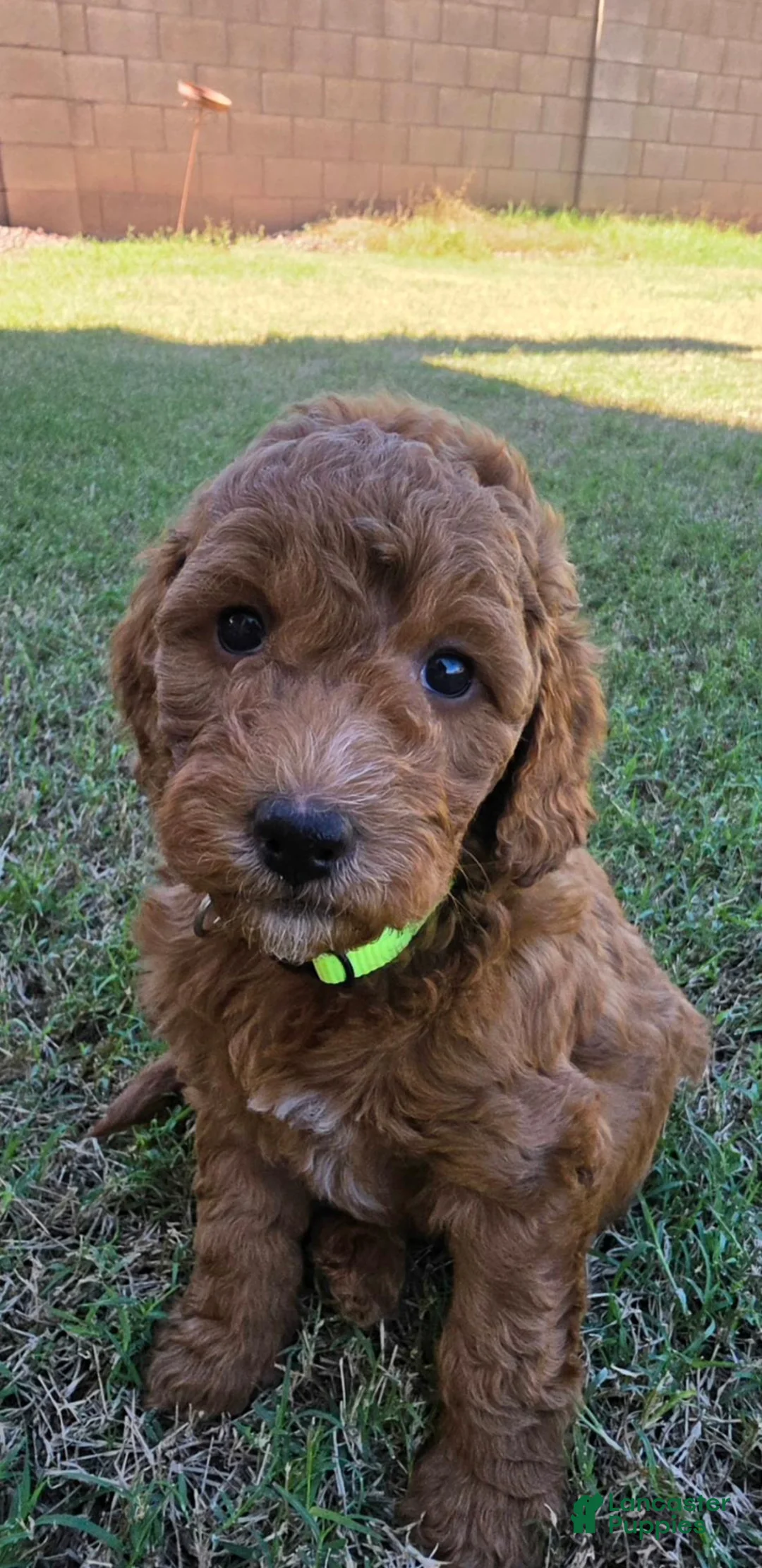 Mini Goldendoodle dogs for sale: Betty  (27 - 33 pounds full grown) - Ad 1