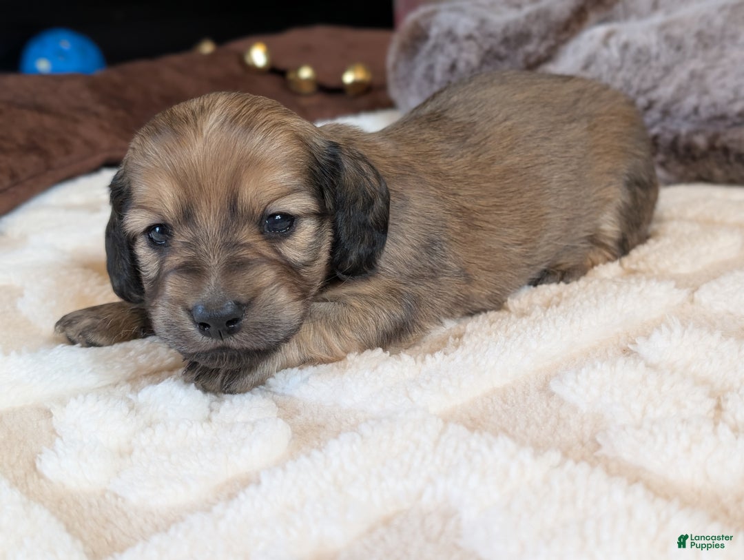 Miniature Dachshund dogs for sale: Hickory - Ad 3