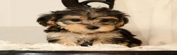 Yochon dogs for sale: Kathy - Ad 7