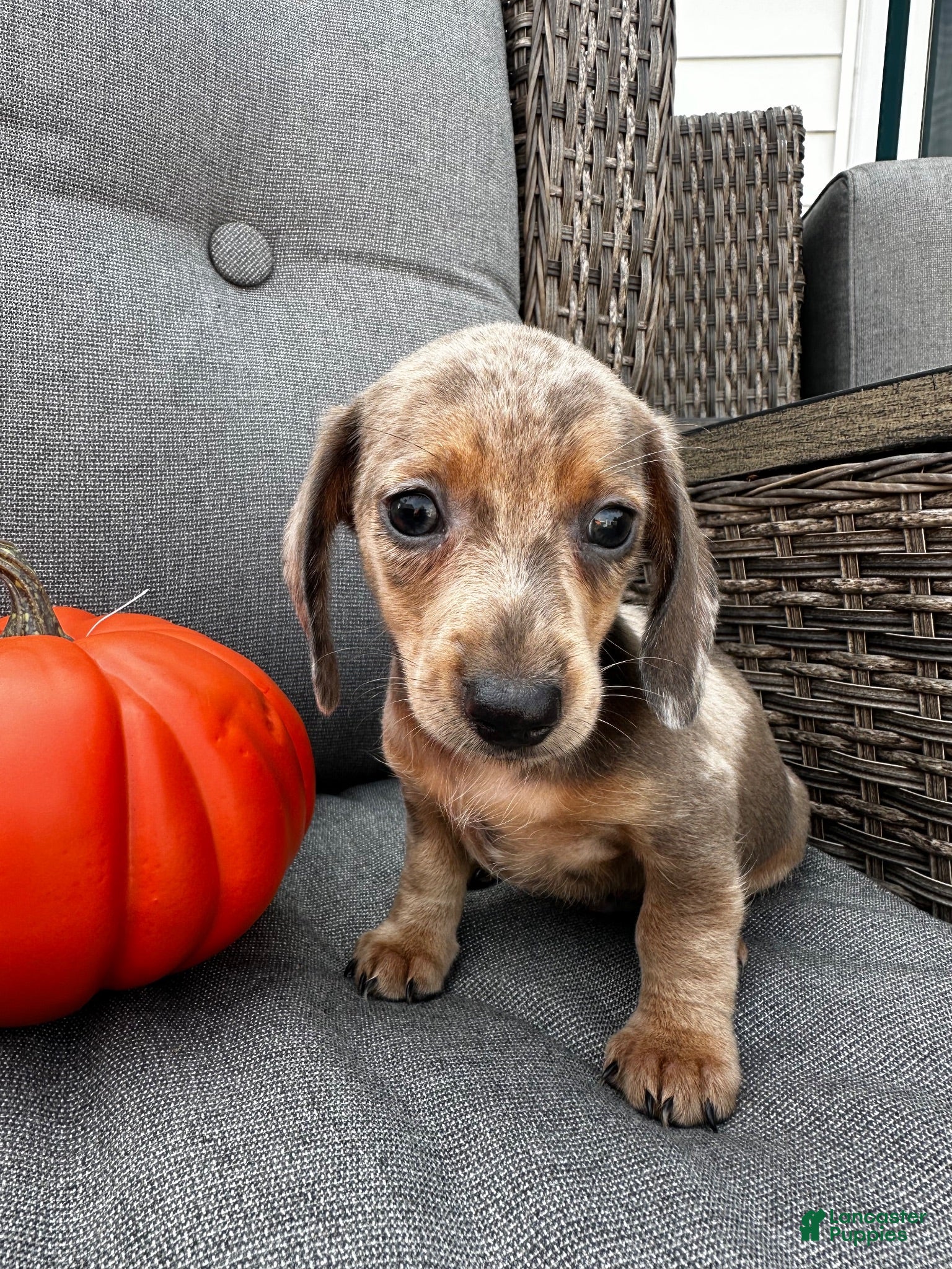 Miniature Dachshund dogs Oscar - Ad 2