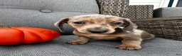 Miniature Dachshund dogs for sale: Oscar - Ad 2