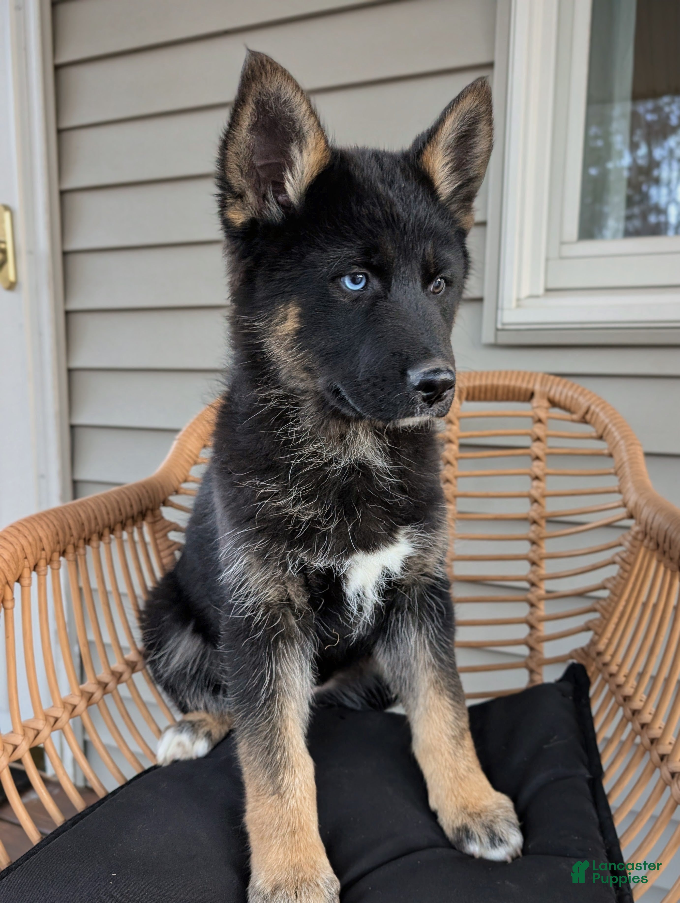 Gerberian Shepsky dogs Callie  - Ad 1