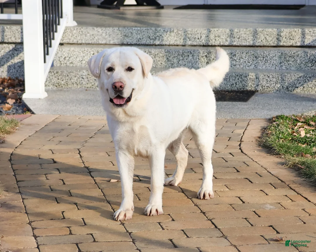 Labrador Retriever dogs for sale: Jeremiah  - Ad 6