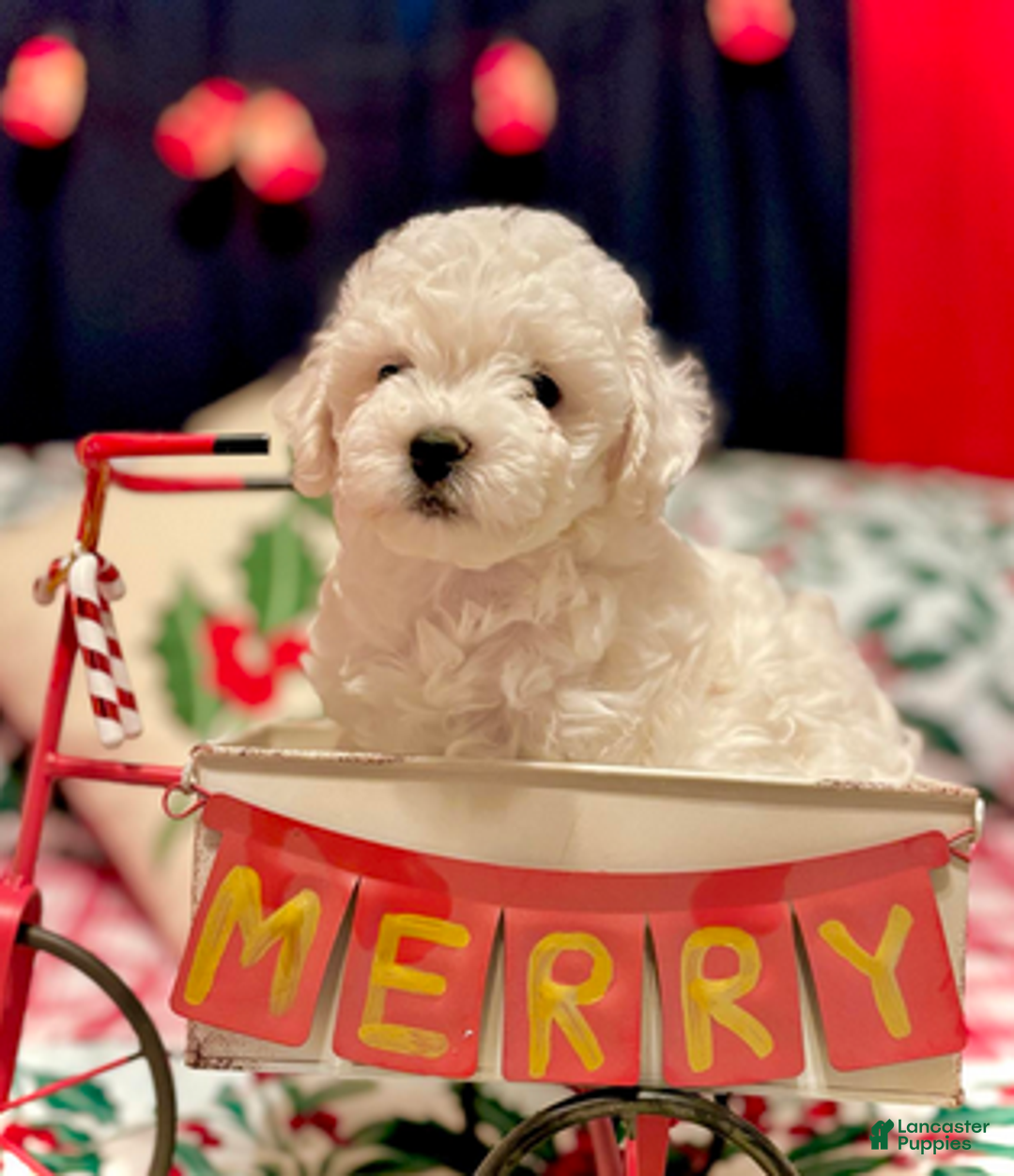 Bichon Frise dogs for sale: Benjamin - Ad 6