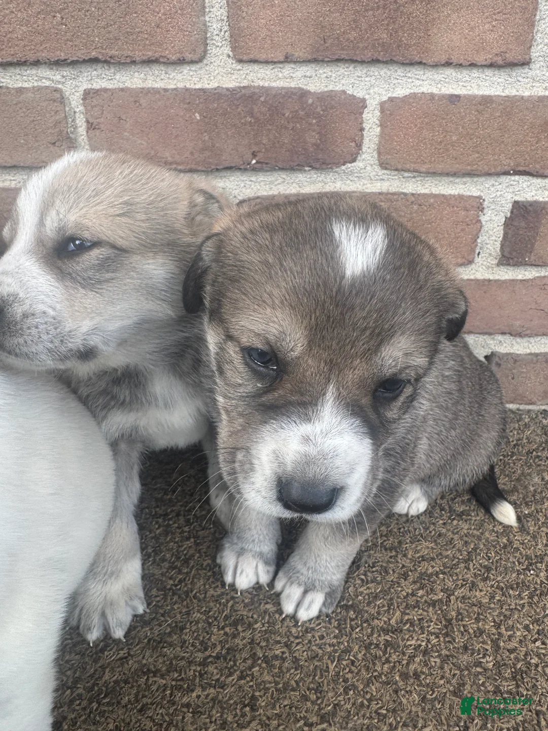 Mixed Breed dogs for sale: Sweetheart - Ad 8