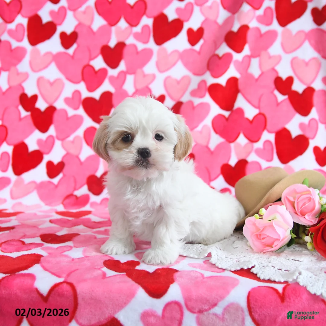 Shorkie dogs for sale: Cutie - Ad 2