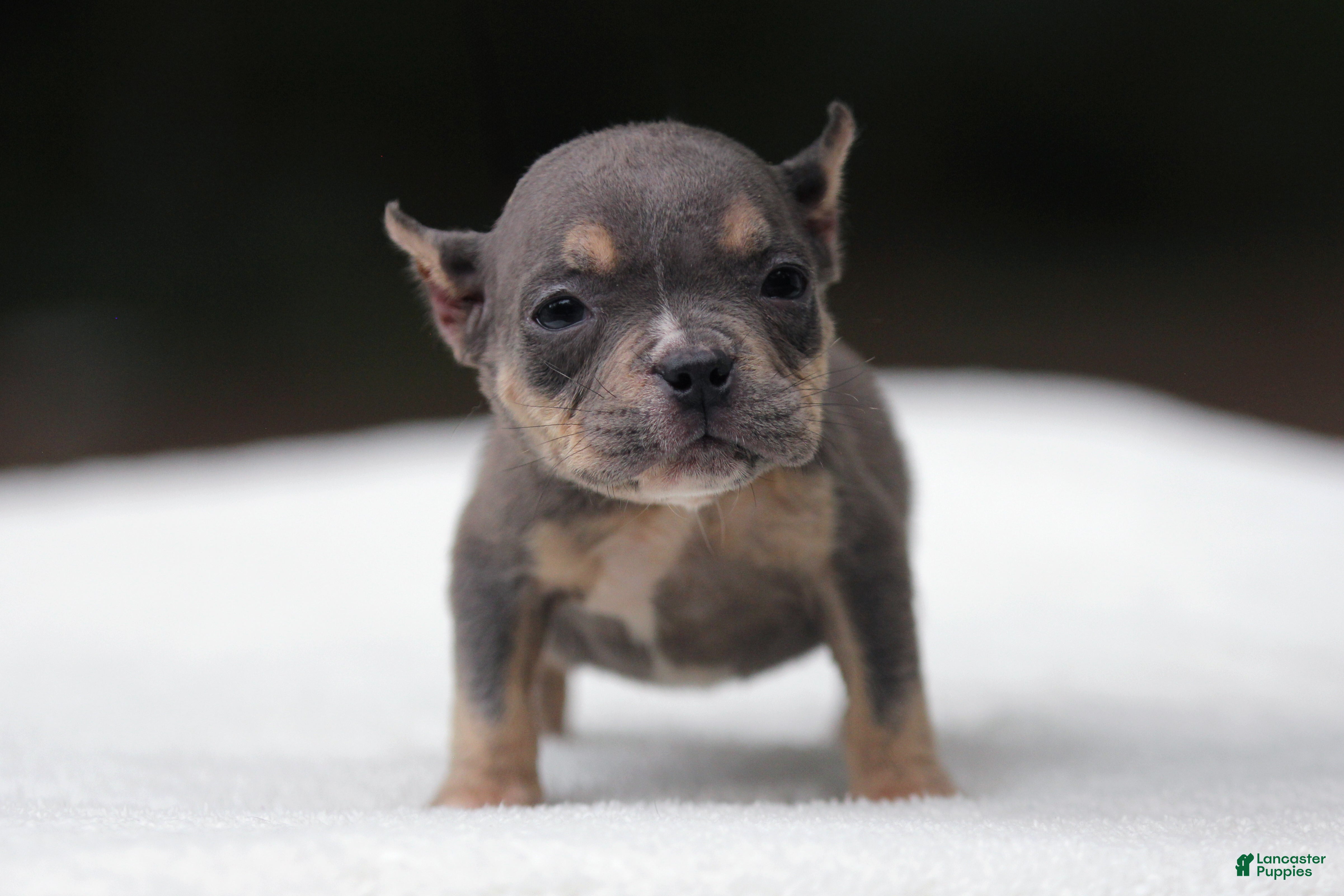 American Bully dogs Blue Tri Female - Ad 1